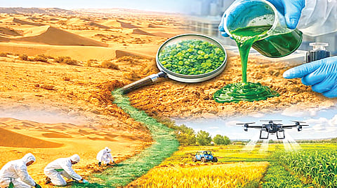 Desert farming grain cultivation |