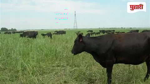 'एल-निनो'च्या पार्श्वभूमीवर पशुसंवर्धन विभाग सतर्क