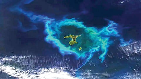 plankton glow satellite image |न्यूझीलंडच्या बेटांभोवती अवकाशातून दिसले प्रकाशाचे वलय