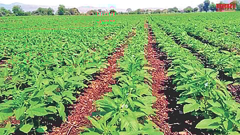 Kinwat summer crop surge