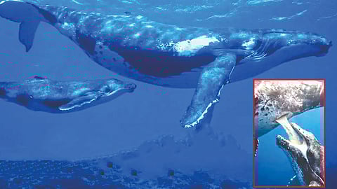 whale breastfeeding |