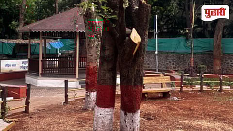 mayor bungalow trees cut