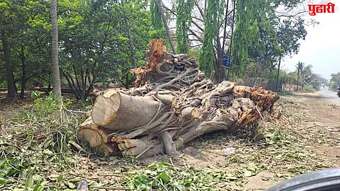 Palghar tree cutting