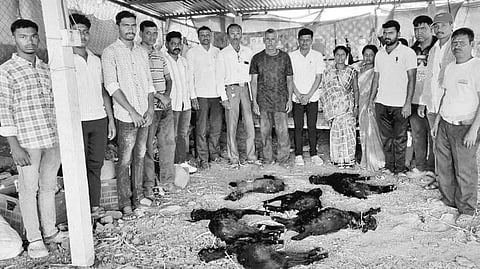 Satara wolf attack: वरुड येथे लांडग्याच्या हल्ल्यात सहा शेळ्या ठार