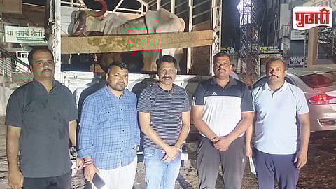 Ahilyanagar Police Cattle Rescue