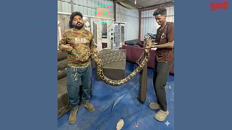 Giant python in shop