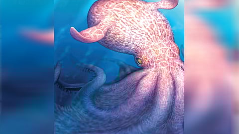 Giant octopus discovery |