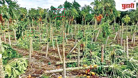 Unseasonal rain | पावसाच्या तडाख्यात सिरसाव येथे पपई बाग जमीनदोस्त