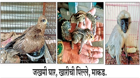 kolhapur | उष्माघाताने पक्षी, प्राणी घायाळ