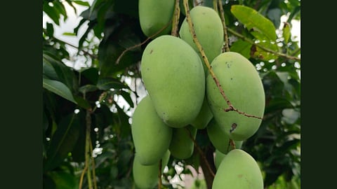 72 Hour Mango Damage complaint