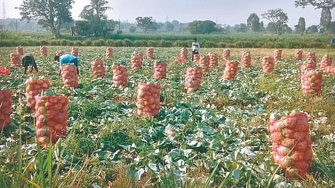 Cabbage prices: कोबीला नाही दर, वाहतूक खर्च अंगावर