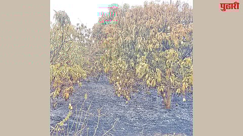 Mango farm fire