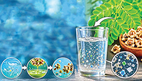 Moringa Seeds Water Purification |