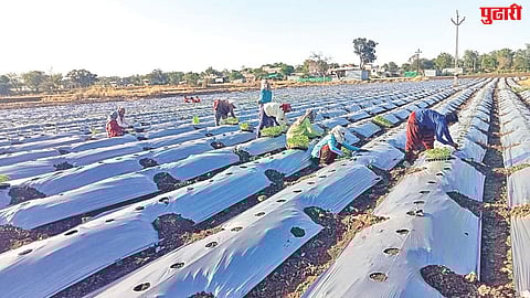 Chilli crop cultivation