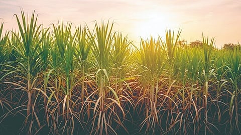 Sugarcane policy: ‘शुगरकेन’चा मसुदा म्हणजे जुन्या बाटलीत नवीन दारू