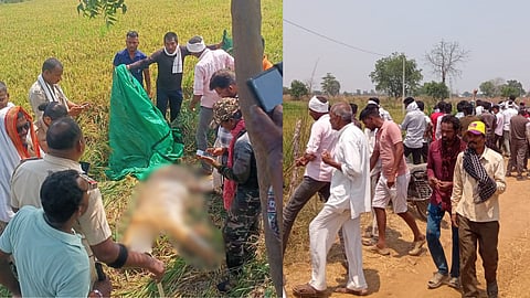 Tigress Attacks News