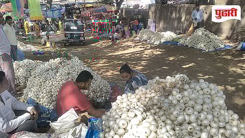 White Onion farming