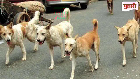 उघड्यावर मांसविक्रीमुळे मोकाट कुत्र्यांचा उच्छाद; नागरिकांत भीती !