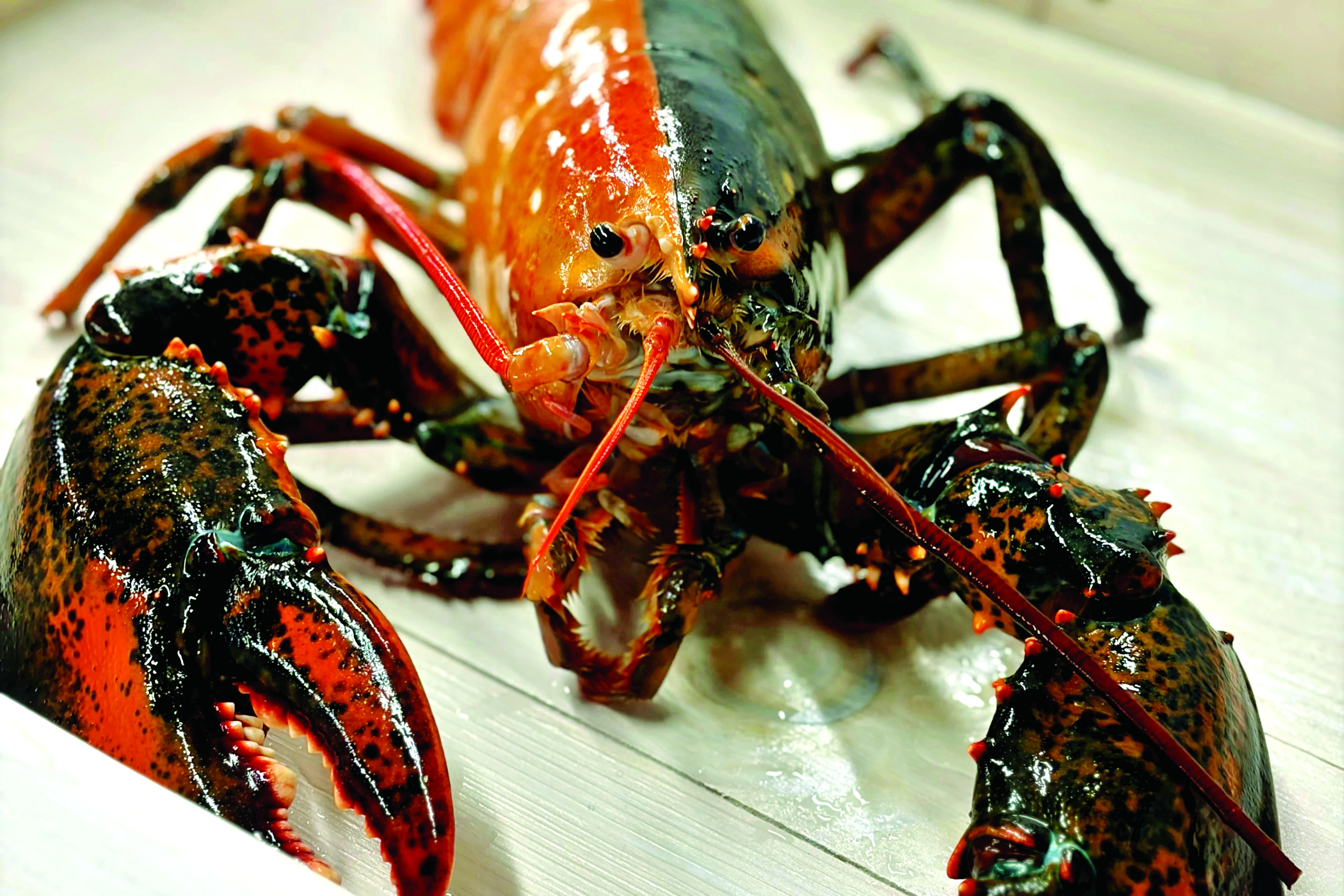 Rare lobster |