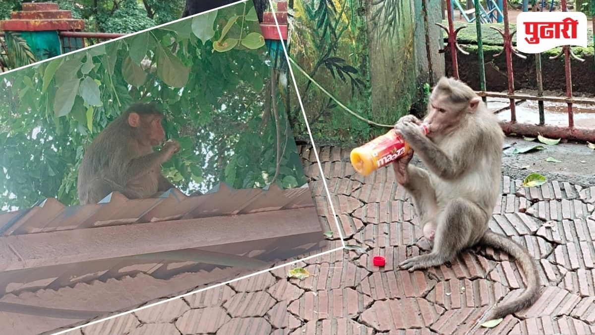 Monkey Catching Reward Doubled