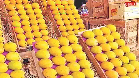 Jalna Mango Demand