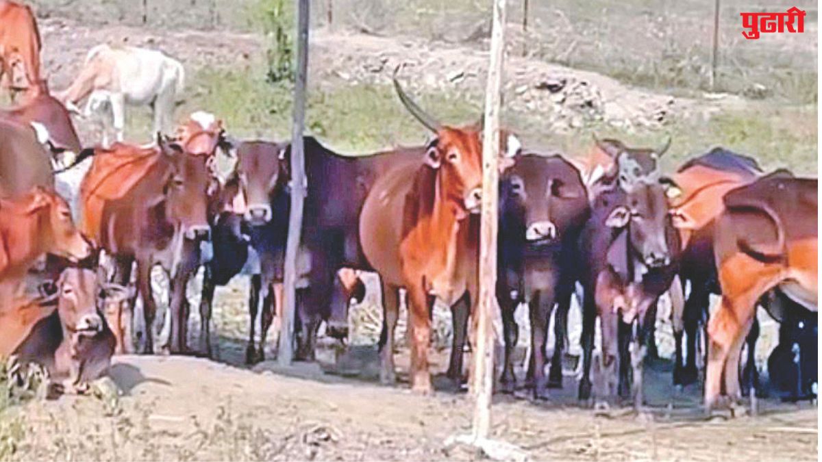 Youth initiative animal welfare