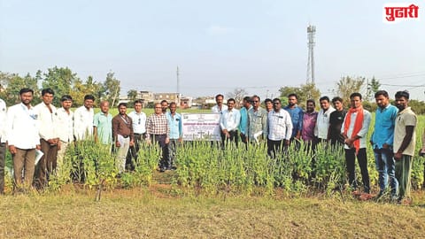 Jalna chia farming