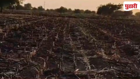 Jowari crop damage Dhule