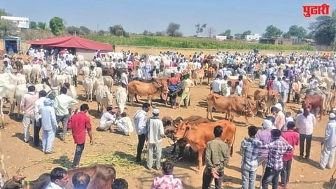 Bullock pair price hike