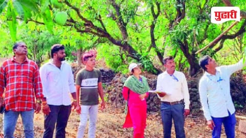 Ratnagiri Mango Cashew Damage Survey