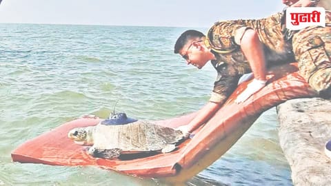 Olive Ridley Turtle Tracking