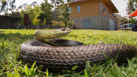 घरातील 'या' 5 गोष्टी सापांना चुंबकासारख्या आकर्षित करतात, वेळेत दूर करा नाहीतर अंगण बनेल सापांचे घर