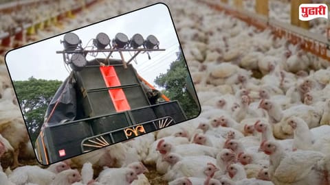 Loud DJ music kills chickens | लग्नात डीजे वाजला अन् १४० कोंबड्यांचा खच पडला; पोल्ट्री फार्ममध्ये नेमकं काय घडलं?