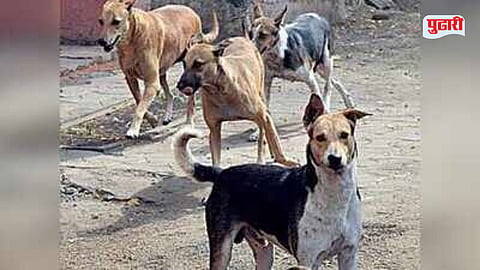 Stray dogs issue