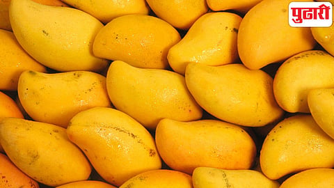 Chemical Ripened Mangoes