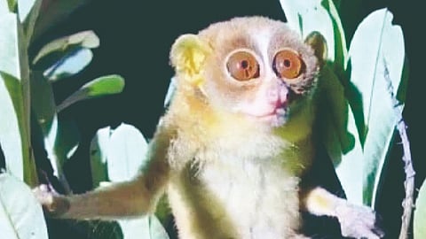 Slender Loris