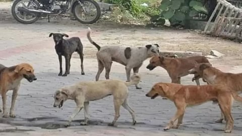 தெரு நாய்கள்