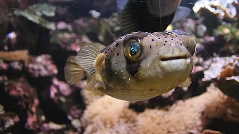 puffer fish