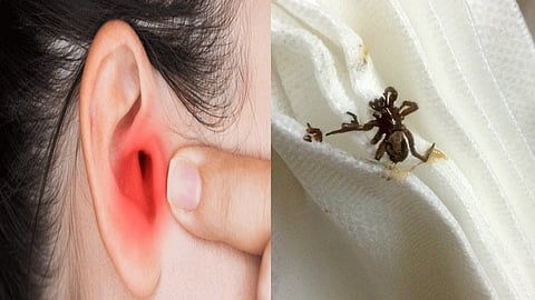 spider in ear