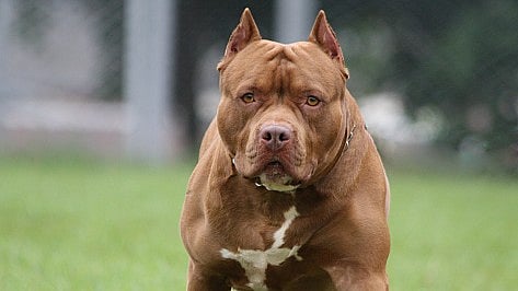Pit Bull dog