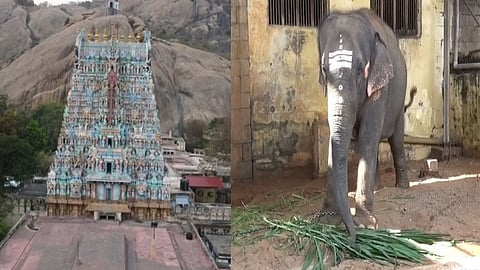 கோயில் யானை தெய்வானை