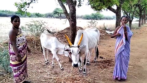 பெத்திலுபட்டி, விருதுநகர்