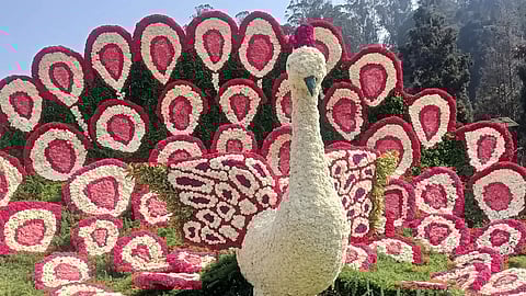 Ooty Flower Show