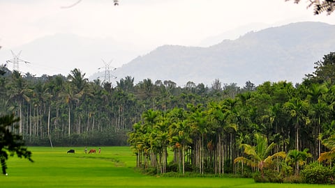 Wayanad