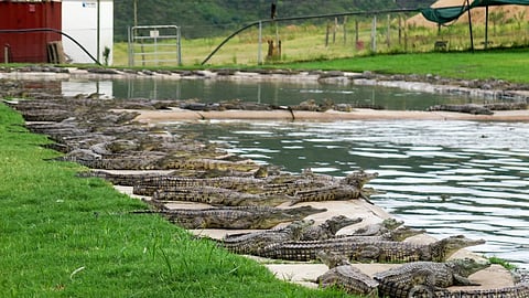 Crocodile