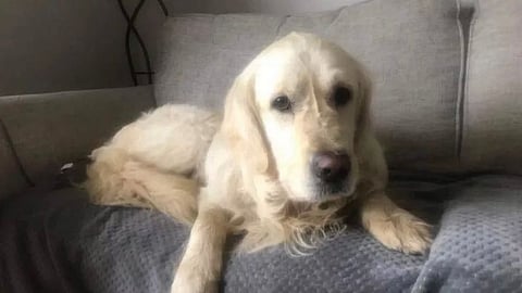 Dog Traveled to its owner