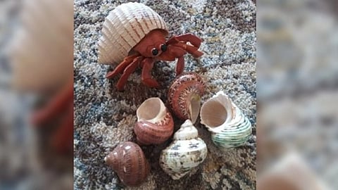 hermit crab