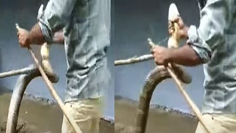 ராஜநாகம்