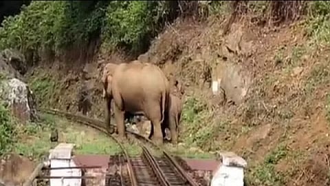 தண்டாவாளத்தில் உலாவரும் யானைகள்