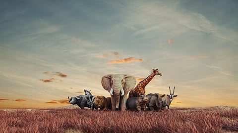 அழிவின் விளிம்பில் விலங்குகள்